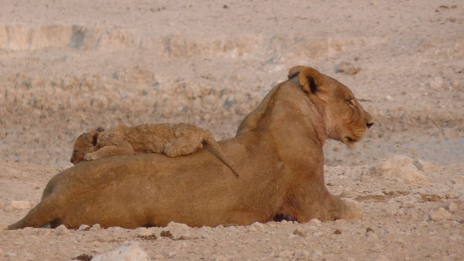 Löwenbaby-ruht-auf-Rücken