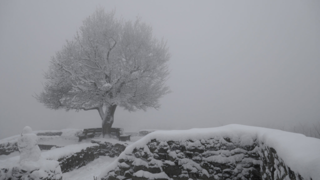 Löwenburg Baum Winter