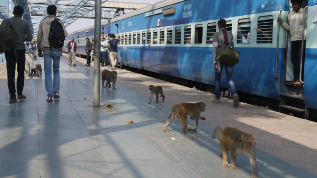Affen-am-Bahnhof-Chittaurgarh