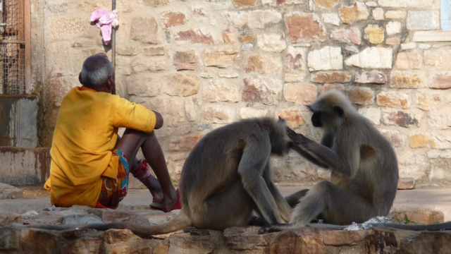 Affenpflege-Chittorgarh