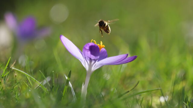 Biene-Krokus