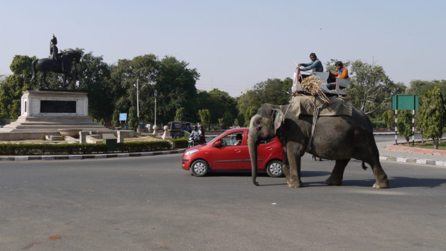 Elefant-Sawai-Man-Singh-Kreisel-Jaipur