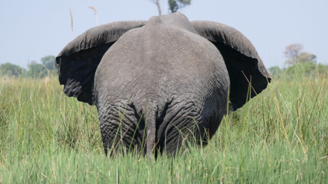 Elefant-back