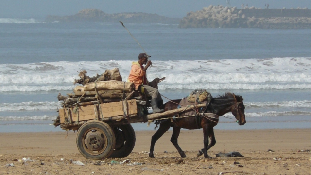Holzsammler-Essaouira-Strand