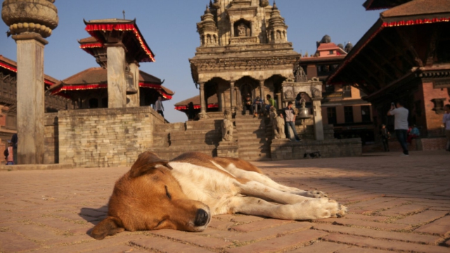 Hund-am-Vatsala-Devi-Tempel