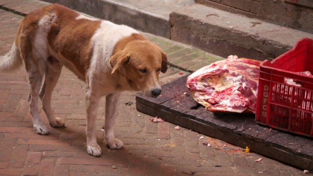 Hund-beim-Metzger-Bhaktapur