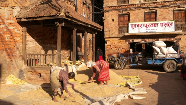 Korn-Trocknung-Bhaktapur