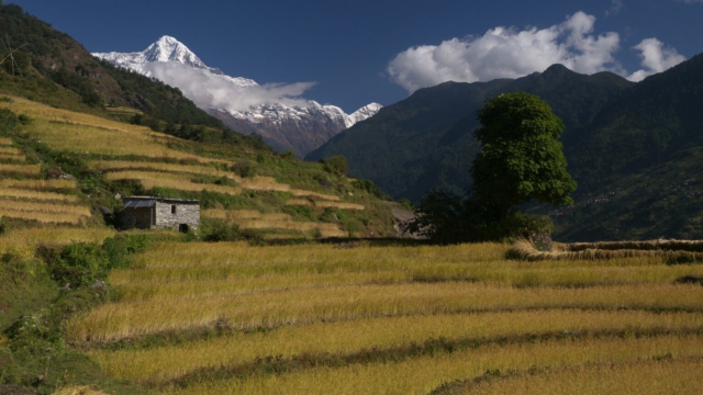 Reisterrassen-Modi-Tal-Nepal
