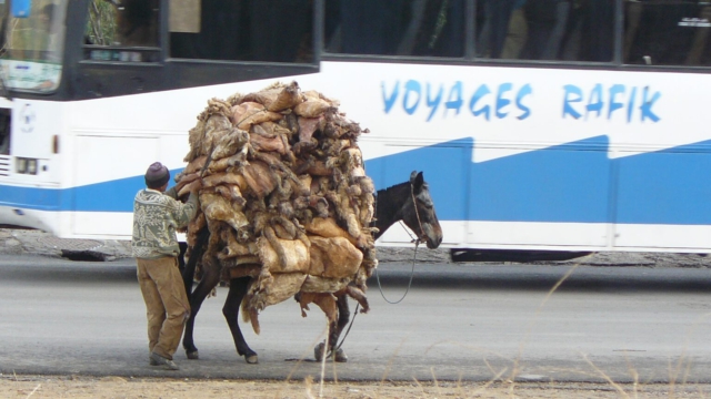 Tierfelle-auf-Esel-Reisebus-Fes