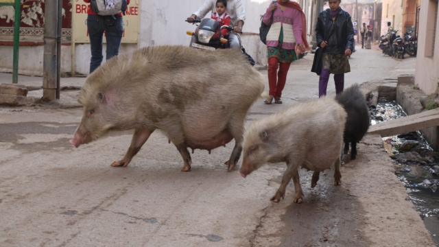 Vorfahrt-Schweine-Bundi