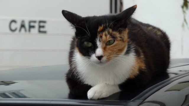 Brauner-mit-Schlagobers-bitte